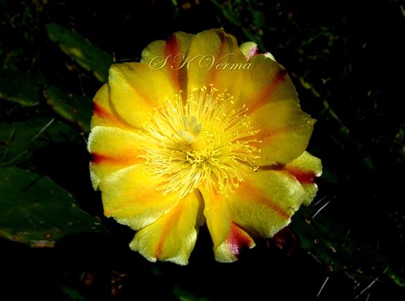  Flower- see inner tepals, stamens and 5 lobes of stigma